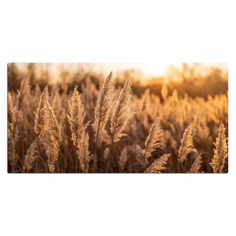 Rietpluimen - Gras - Zonsondergang - Goud - Serene Muismat XXL klein -3d_leeg
