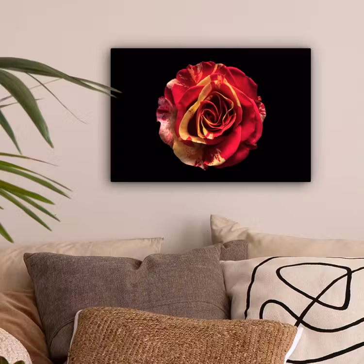Bloem - Roos - Rood - Zwart canvas 2cm klein -sfeer1