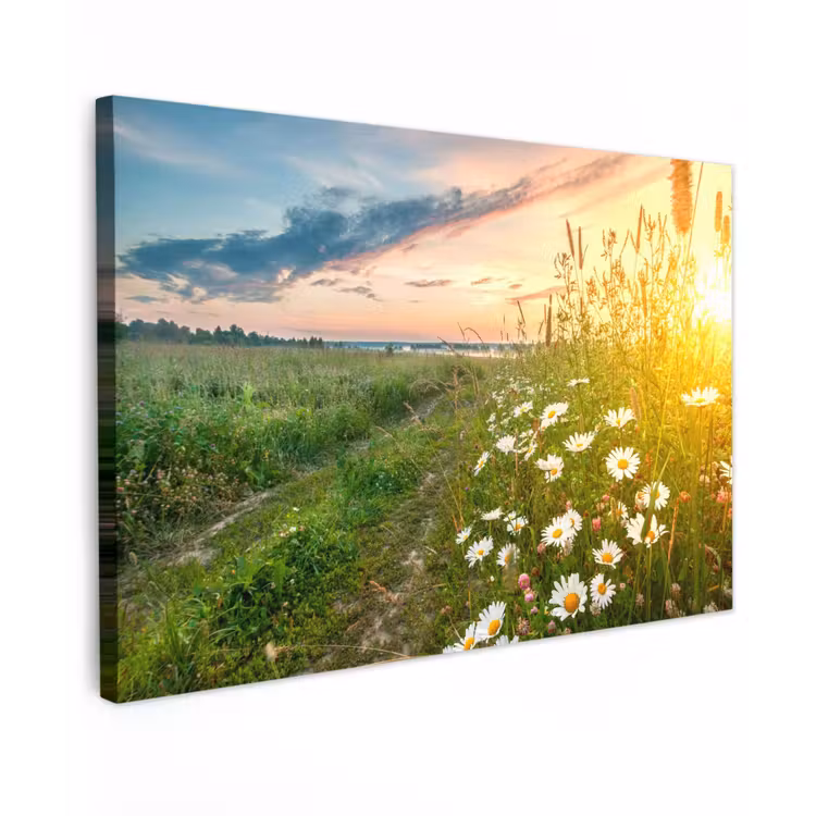Bloemen - Madelief - Natuur - Zon - Horizon canvas 2cm klein -z3d