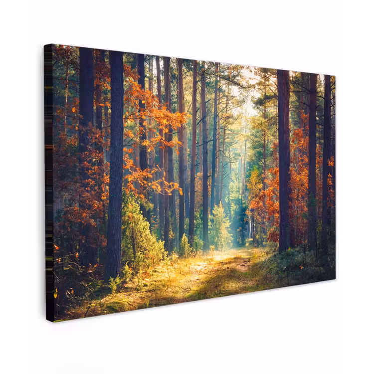 Bos - Zon - Natuur - Herfst canvas 2cm klein -z3d