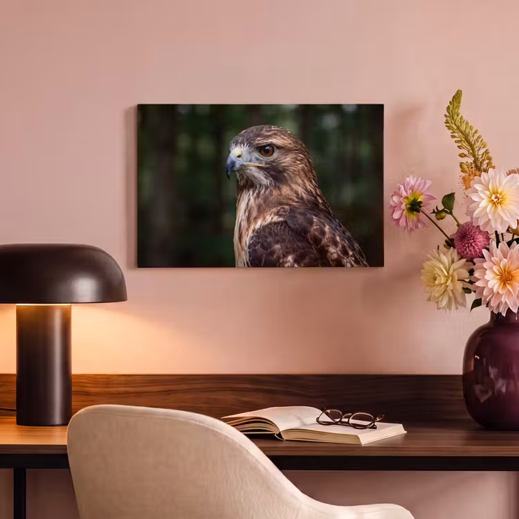 Buizerd - Roofvogel - Natuur - Bruin canvas 2cm klein -sfeer4