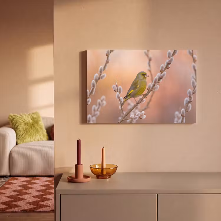 Groenling - Katjes - Lente - Natuur - Zacht canvas 2cm klein -sfeer1