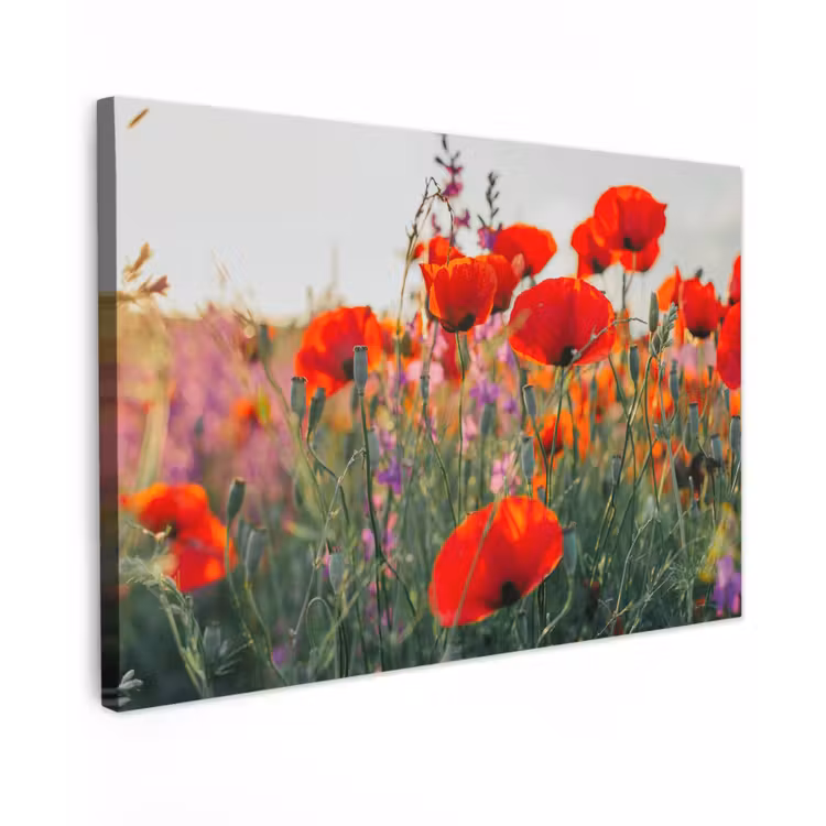 Klaproos - Bloemen - Rood - Paars - Weide canvas 2cm klein -z3d