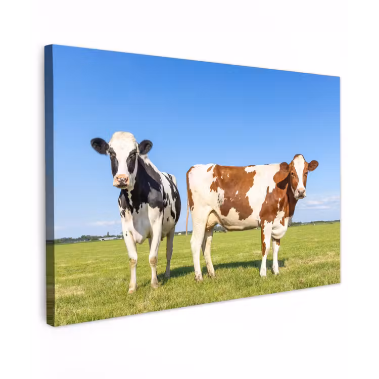 Koeien - Boerderij - Gras- Natuur - Dieren canvas 2cm klein -z3d