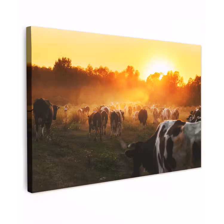 Koeien - Zonsondergang - Weiland - Dieren canvas 2cm klein -z3d