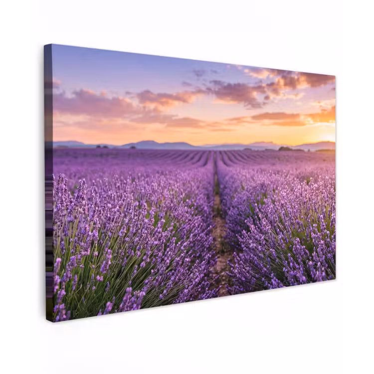 Lavendel - Veld - Natuur - Paars canvas 2cm klein -z3d