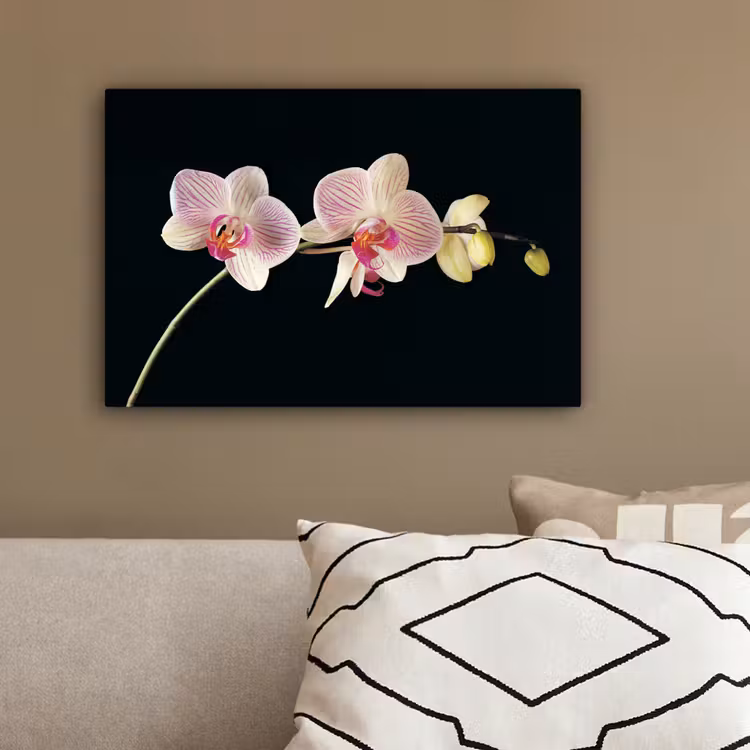 Orchidee - Bloemen - Zwart - Roze - Knoppen canvas 2cm klein -sfeer3