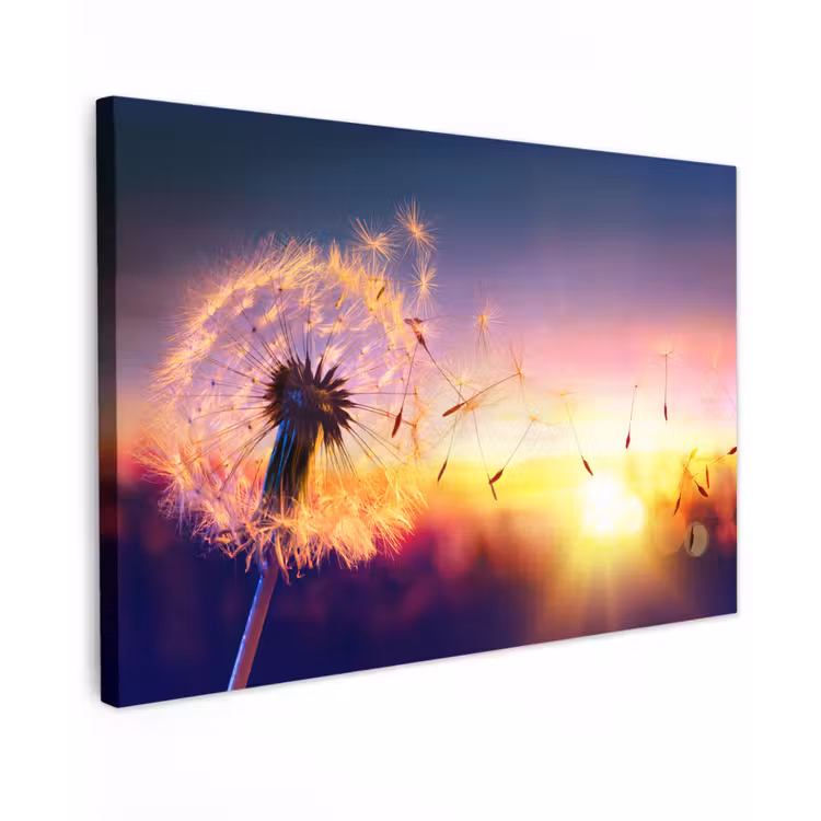 Paardenbloem - Bloemen - Zonsondergang - Horizon - Nacht canvas 2cm klein -z3d