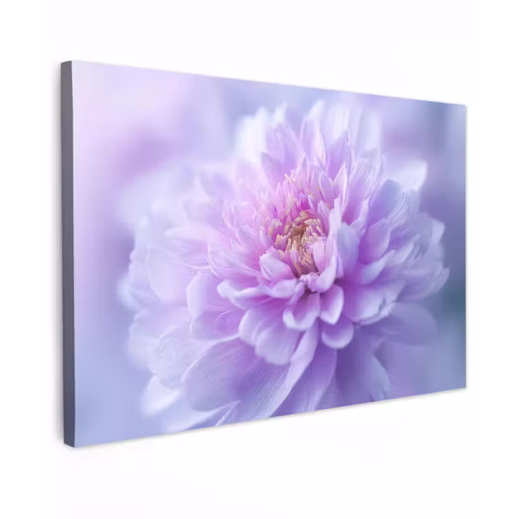 Paars - Dahlia - Dromerig canvas 2cm klein -z3d
