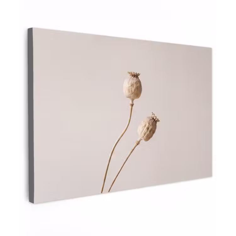 Papaverbollen - Droogbloemen - Minimalistisch - Beige - Rustig canvas 2cm klein -z3d