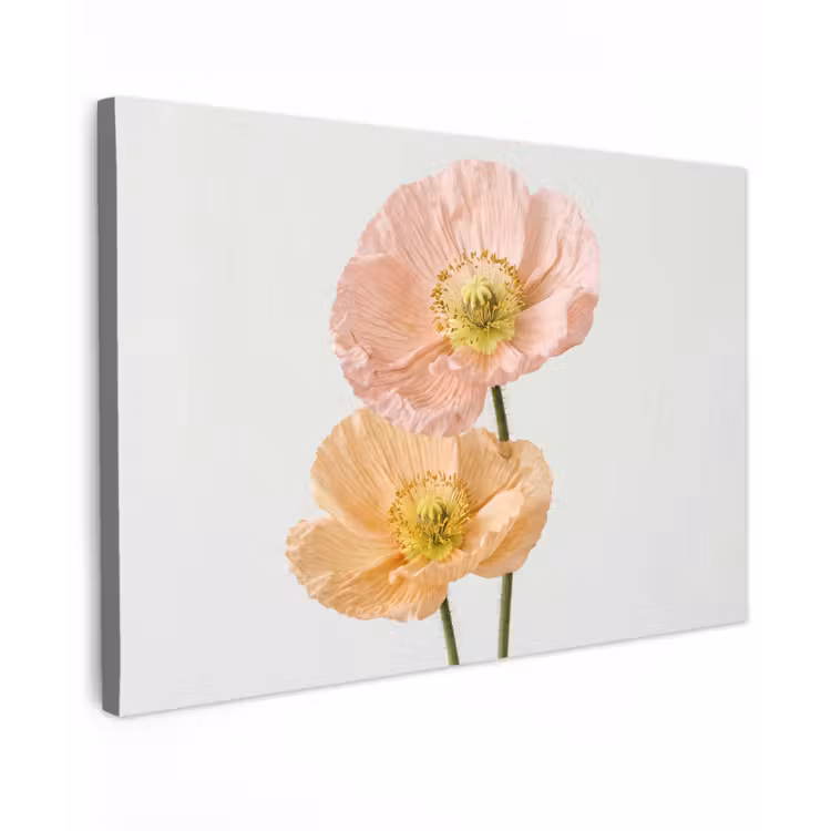 Papavers - Botanisch - Roze canvas 2cm klein -z3d
