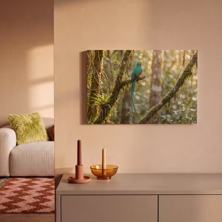 Quetzal - Jungle - Natuur - Groen canvas 2cm klein -sfeer1