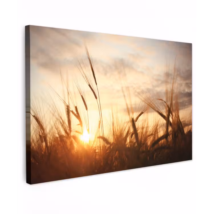 Riet - Gras - Zonsondergang - Natuur - Horizon canvas 2cm klein -z3d
