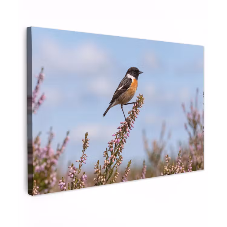 Roodborsttapuit - Heide - Paars - Natuur - Sfeervol canvas 2cm klein -z3d