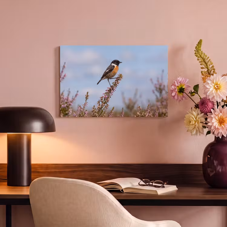 Roodborsttapuit - Heide - Paars - Natuur - Sfeervol canvas 2cm klein -sfeer4