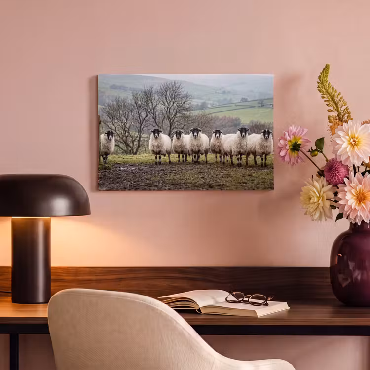 Schapen - Rij - Weide - Dieren - Platteland canvas 2cm klein -sfeer4
