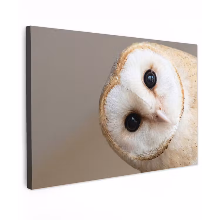 Uil - Bruin - Wit canvas 2cm klein -z3d
