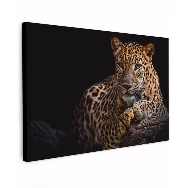 Wilde dieren - Panter - Portret - Zwart - Dieren canvas 2cm klein -z3d