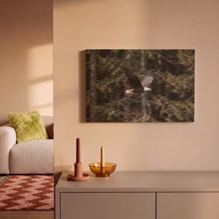 Zeearend - Vliegen - Bos - Natuur canvas 2cm klein -sfeer1