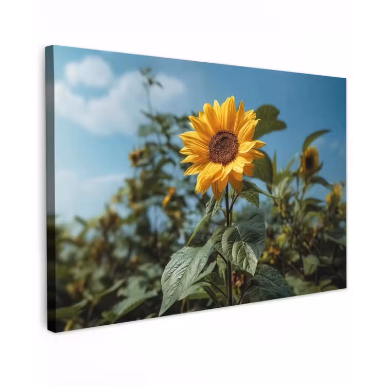 Zonnebloemen - Helderblauwer lucht - Gras canvas 2cm klein -z3d