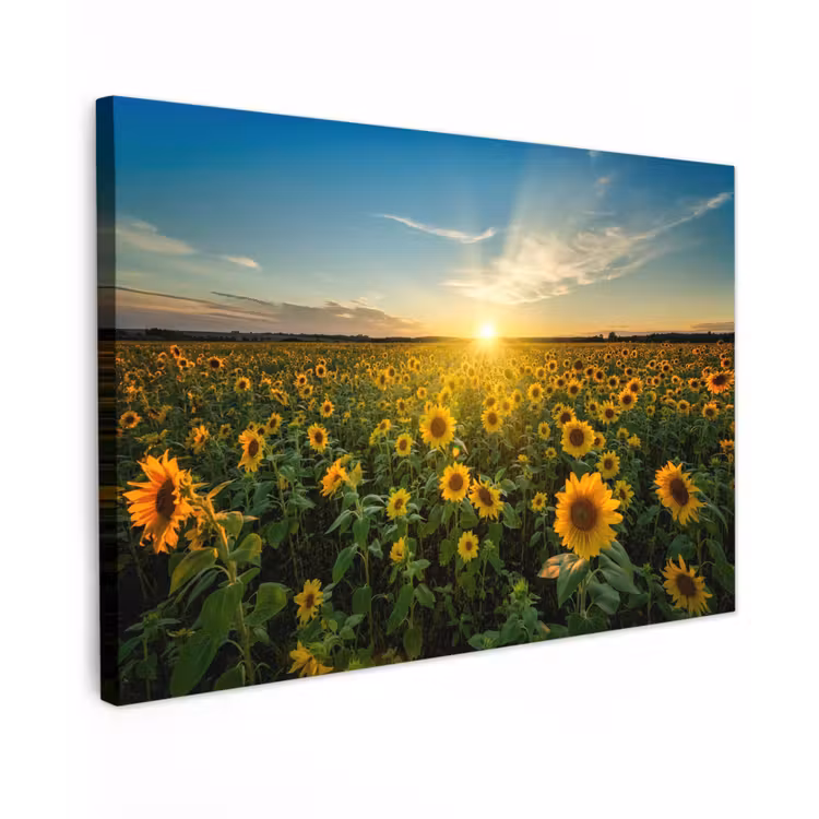 Zonsondergang - Bloemen - Zonnebloem - Horizon - Landschap canvas 2cm klein -z3d