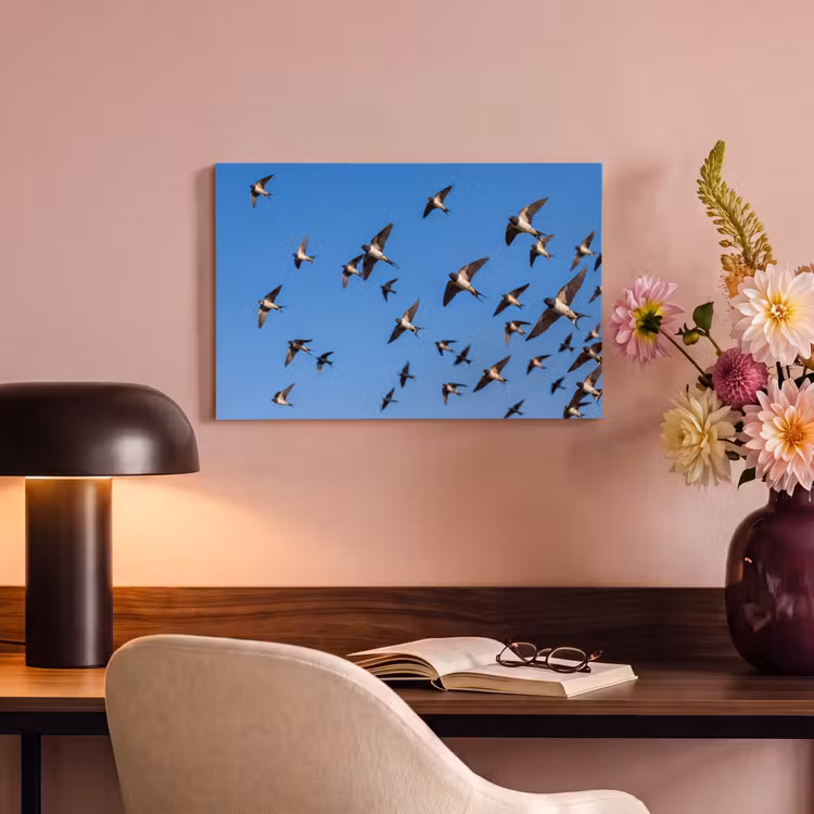 Zwaluwen - Vliegen - Blauw canvas 2cm klein -sfeer4