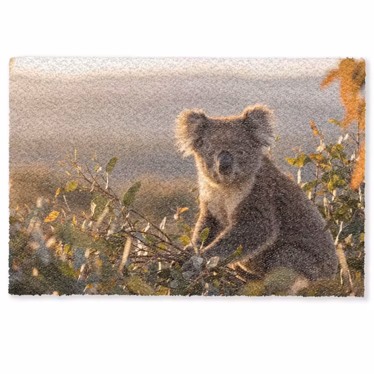 Koala - Bladeren - Ochtendlicht Deurmat klein -zkaufland3d