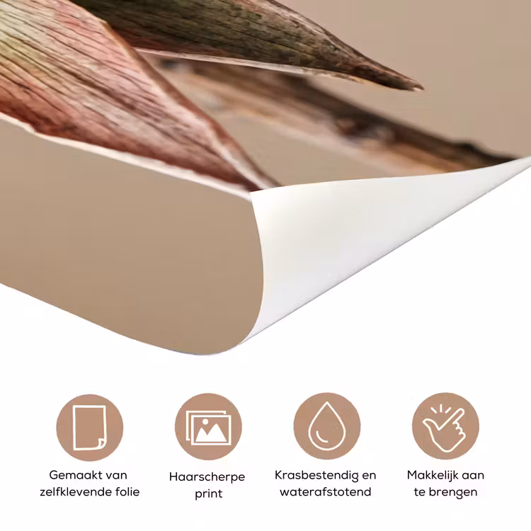 Droogbloem - Protea - Vintage - Beige - Rustiek deurposter klein -closeup_NL