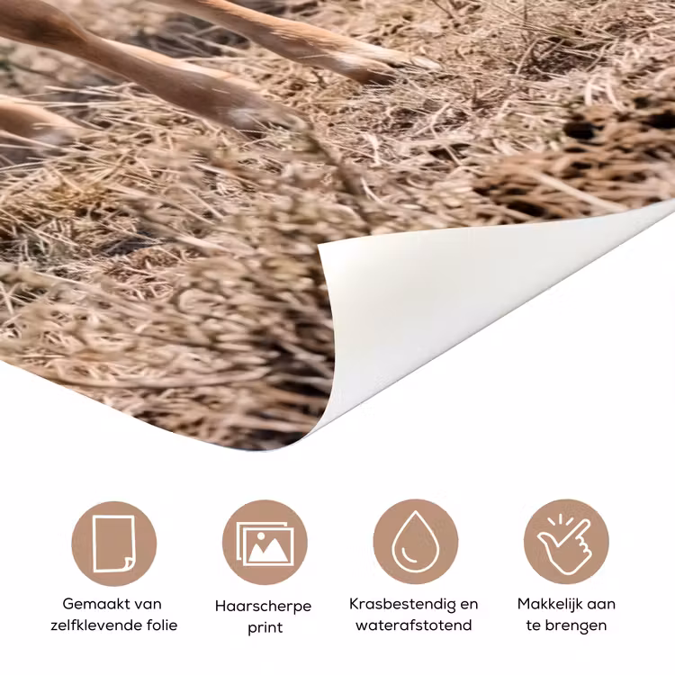 Texas Longhorn - Kalf - Weide - Dieren deurposter klein -closeup_NL