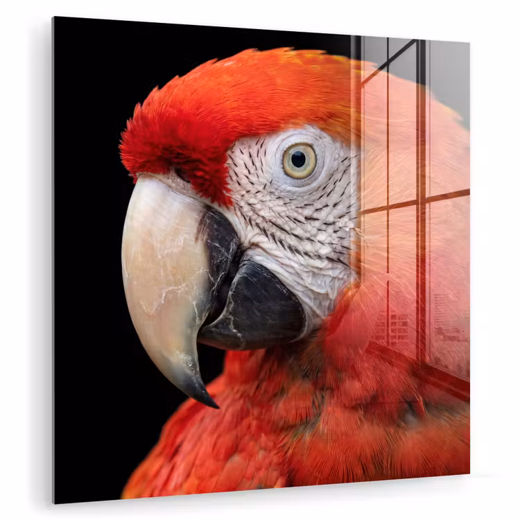 Ara - Portret - Rood plexiglas 5mm klein -zzzproduct_nieuw