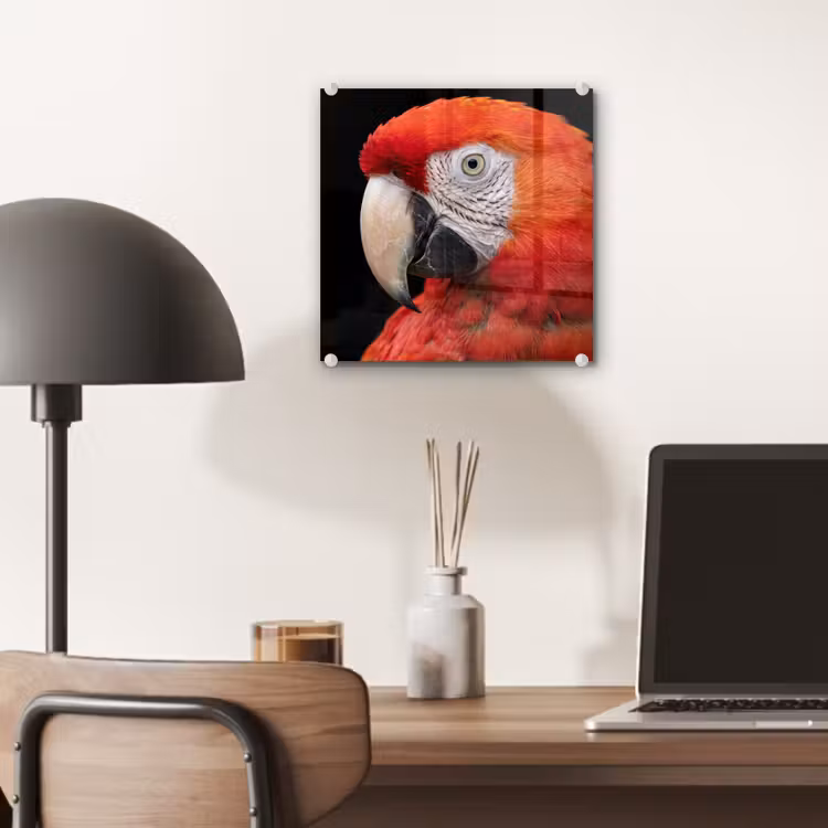 Ara - Portret - Rood plexiglas 5mm klein -sfeer6