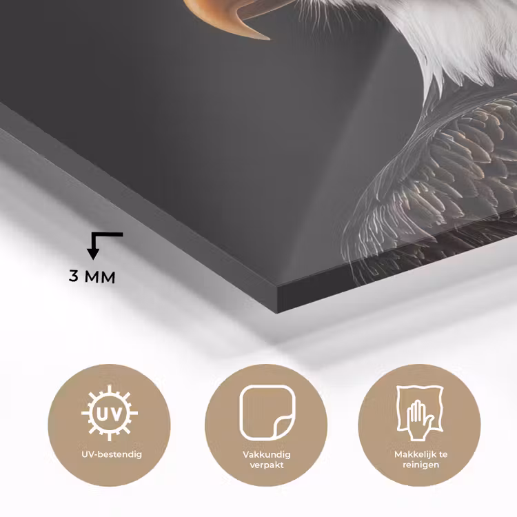 Arend -Amerika - Koksmuts - Vogel - Stoer plexiglas 5mm klein -sfeer2