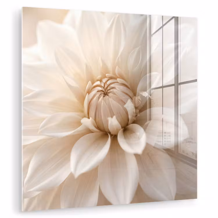 Bloem - Dahlia - Wit plexiglas 5mm klein -zzzproduct_nieuw