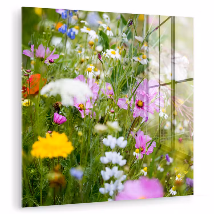Bloemen - Natuur - Groen - Gras - Paars - Wit plexiglas 5mm klein -zzzproduct_nieuw