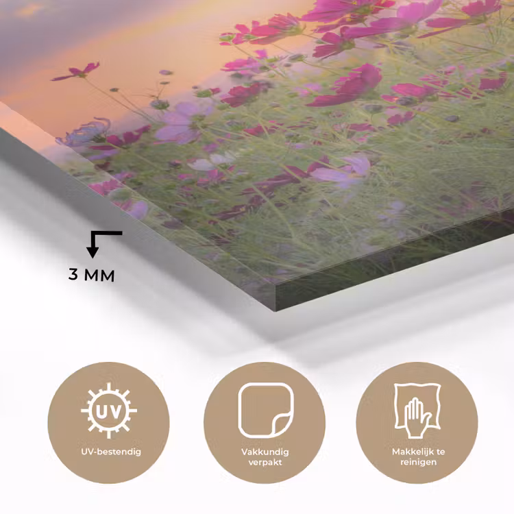 Bloemen - Roze - Zonsondergang - Natuur - Weide - Horizon plexiglas 5mm klein -sfeer2