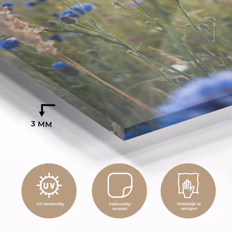 Bloemen - Zomer - Korenbloem - Blauw - Zon - Wolken plexiglas 5mm klein -sfeer2