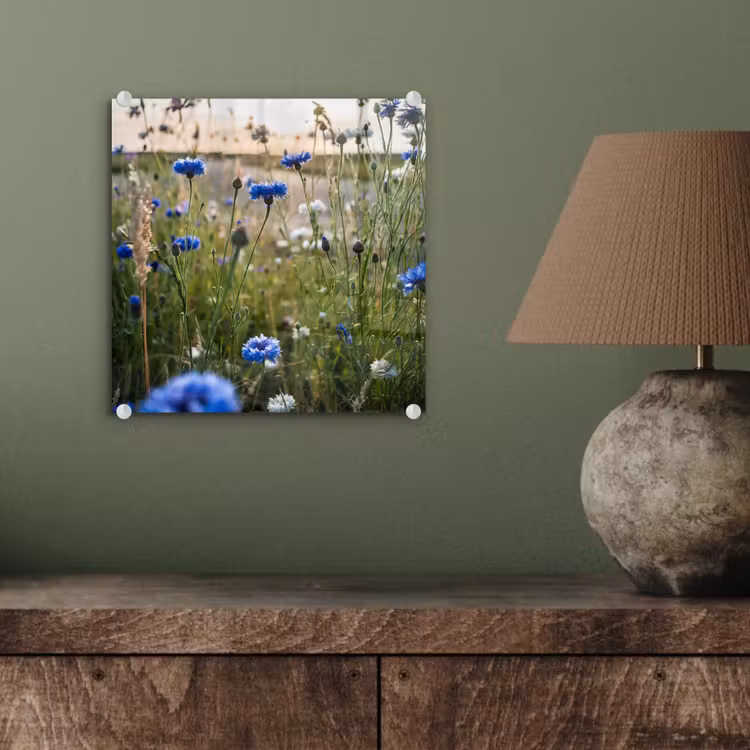 Bloemen - Zomer - Korenbloem - Blauw - Zon - Wolken plexiglas 5mm klein -sfeer3