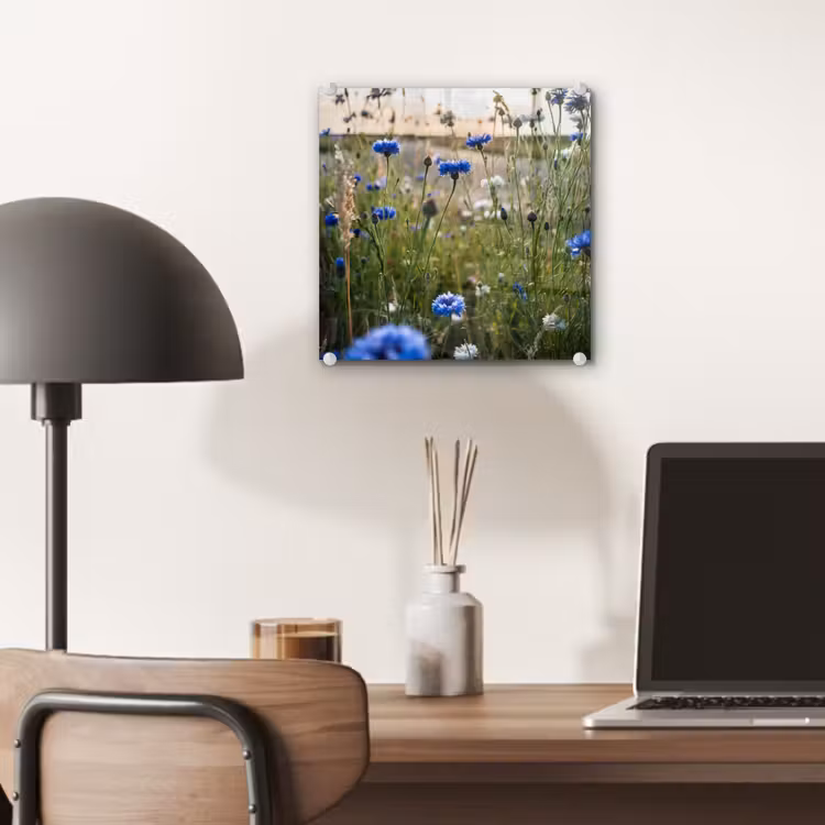 Bloemen - Zomer - Korenbloem - Blauw - Zon - Wolken plexiglas 5mm klein -sfeer6