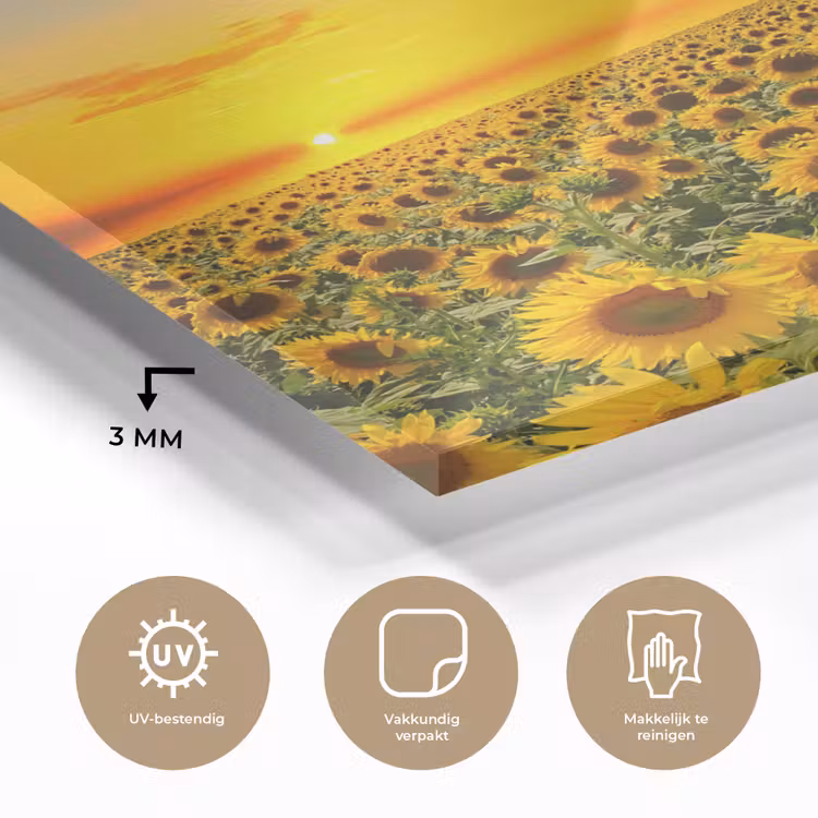 Bloemen - Zonnebloem - Zonsondergang - Nacht - Oranje plexiglas 5mm klein -sfeer2