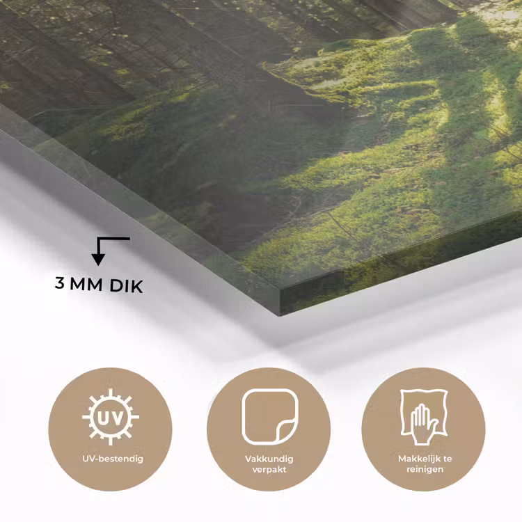 Bomen - Bos - Mos - Planten - Zon - Natuur plexiglas 5mm klein -sfeer2