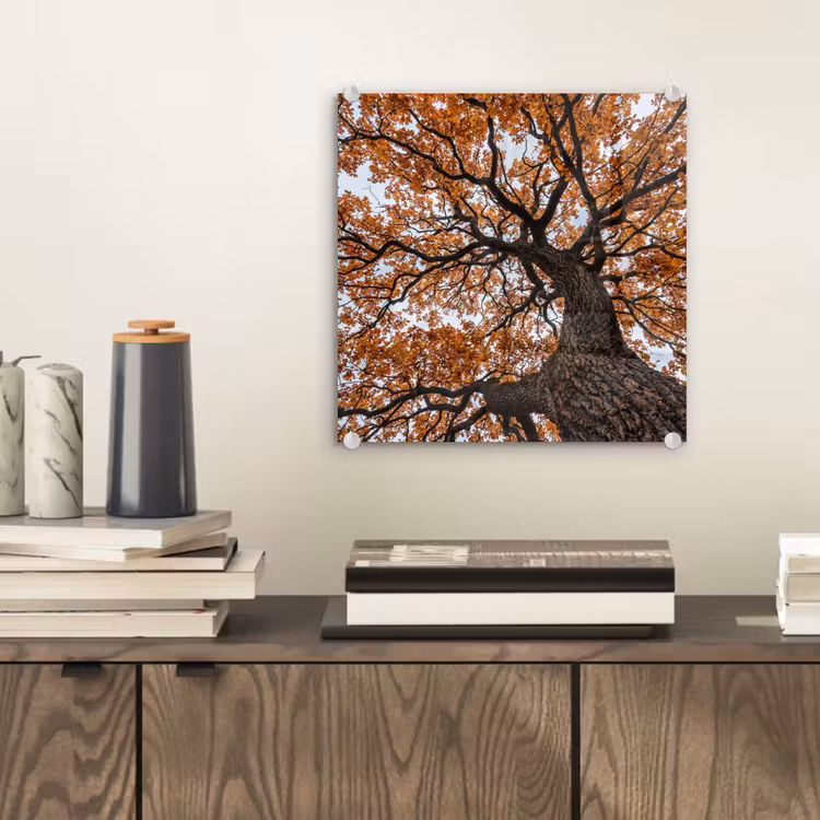 Boom - Bladerdak - Herfst - Oranje - Sfeervol plexiglas 5mm klein -sfeer1