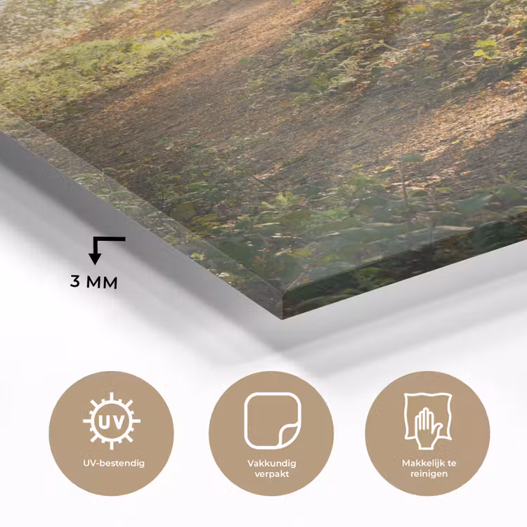 Bos - Bomen - Pad - Zon - Planten - Bladeren - Natuur plexiglas 5mm klein -sfeer2