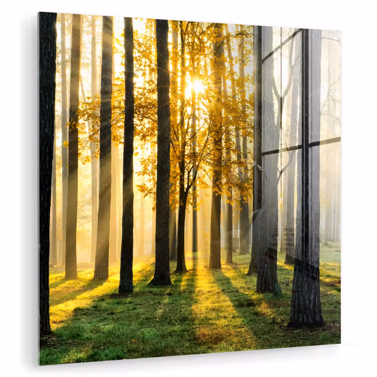 Bos - Zon - Bomen - Gras - Landschap  - Natuur plexiglas 5mm klein -zzzproduct_nieuw