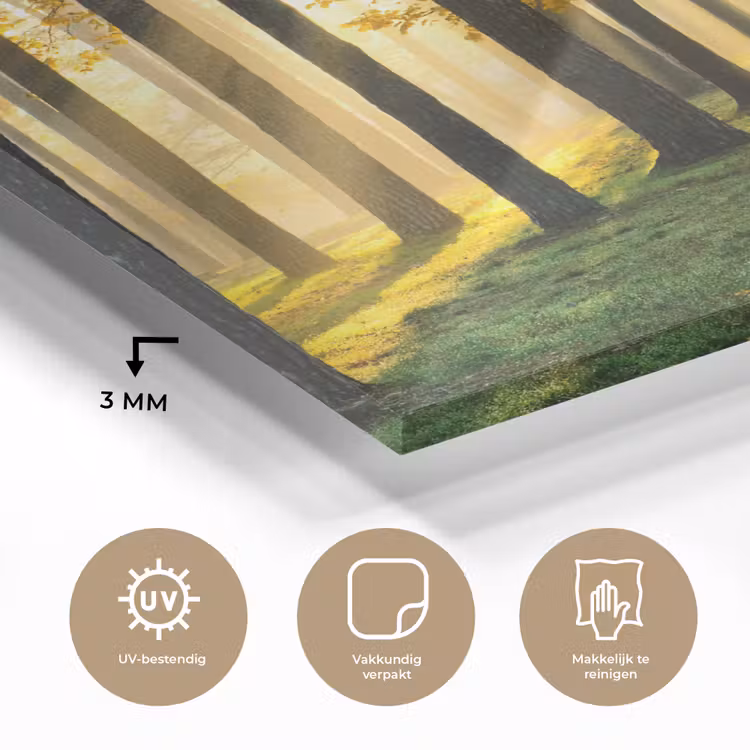 Bos - Zon - Bomen - Gras - Landschap  - Natuur plexiglas 5mm klein -sfeer2