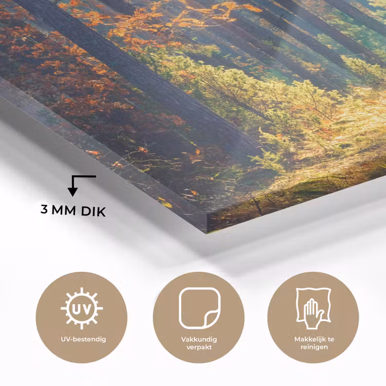 Bos - Zon - Natuur - Herfst plexiglas 5mm klein -sfeer2