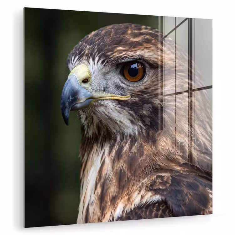 Buizerd - Roofvogel - Natuur - Bruin plexiglas 5mm klein -zzzproduct_nieuw