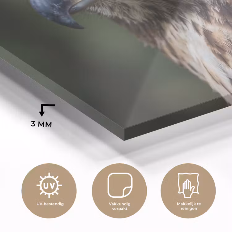 Buizerd - Roofvogel - Natuur - Bruin plexiglas 5mm klein -sfeer2