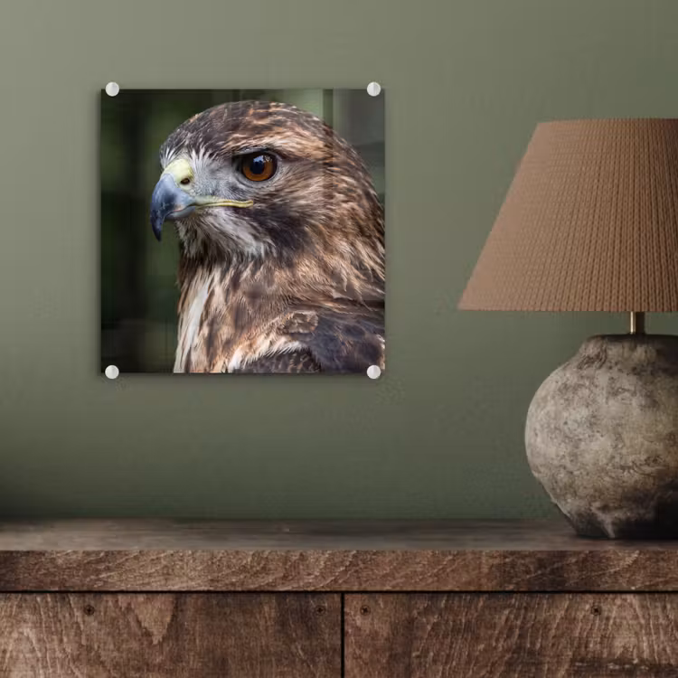 Buizerd - Roofvogel - Natuur - Bruin plexiglas 5mm klein -sfeer3