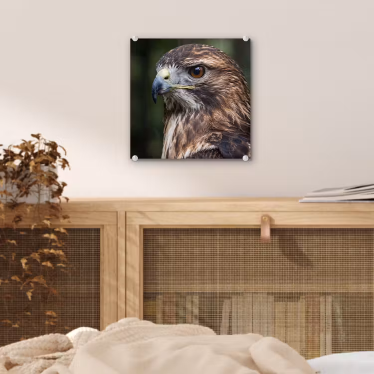 Buizerd - Roofvogel - Natuur - Bruin plexiglas 5mm klein -sfeer4