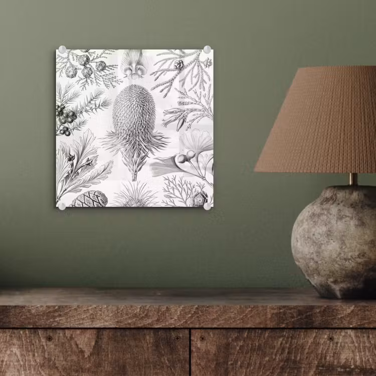 Coniferen - Ernst Haeckel - Kunst - Retro - Illustratie - Natuur plexiglas 5mm klein -sfeer3